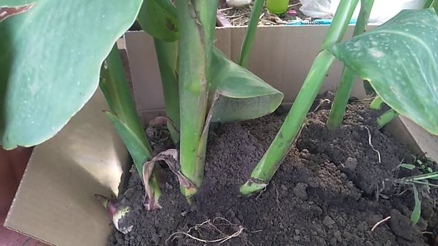 Когда выкапывать Канны. смотреть онлайн