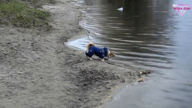 Говорящий пекинес Мика. Незабываемая прогулка у озера. смотреть онлайн