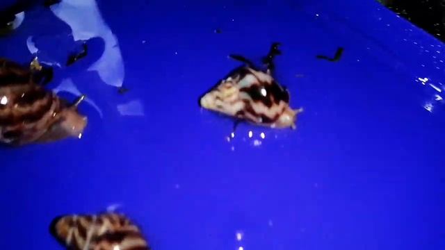 Переселение малышей по разным контейнерам. Лимиколярии. Иммакулята. Ретик