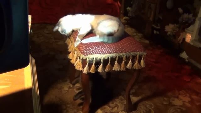 Домашние развлечения и разборки котэ. смотреть онлайн