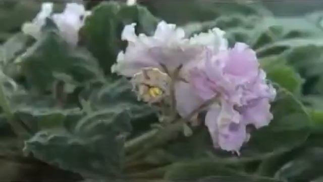 Оранжерея в обычной квартире 2 смотреть онлайн