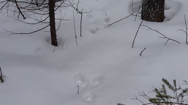 Гейзеры Гатчины смотреть онлайн