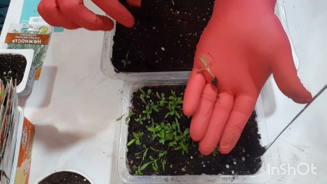 Нивяник махровый из семян. Пикировка #нивяникмахровыйизсемян смотреть онлайн
