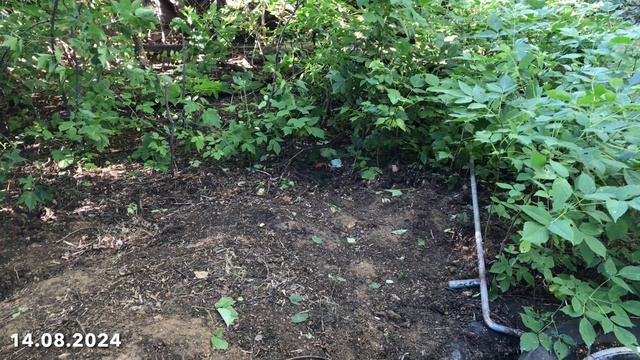 Продолжаю расчищать место под зону отдыха. Борюсь с сорняками смотреть онлайн