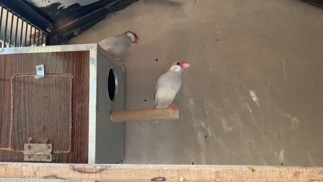 Box installed in Java sparrow cage and provide nesting material (java ko box lga dya hai ) смотреть онлайн