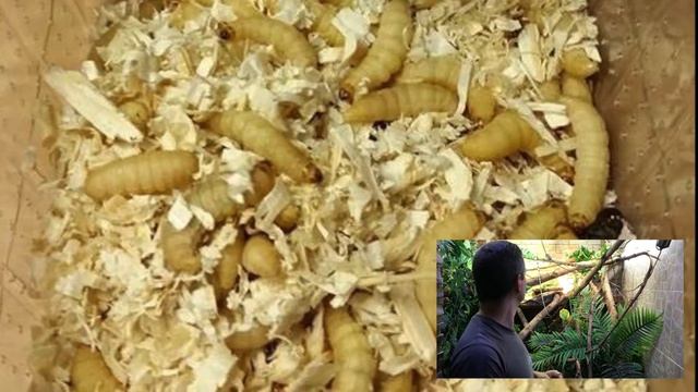 Brachylophus Bulabula: présentation et élevage смотреть онлайн