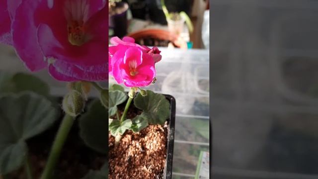 Пеларгония Шелк Алхимик смотреть онлайн