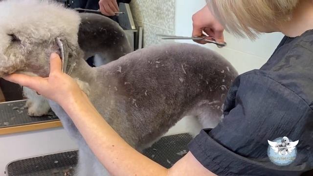 BEDLINGTON TERRIER A COMPLETE VIDEO GROOMING STEP BY STEP #eyesofangeldinepi #tibigroom #grooming