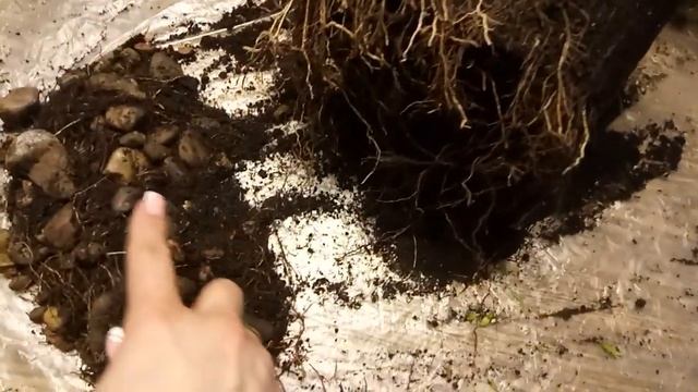 Как и когда пересаживать мирт. смотреть онлайн