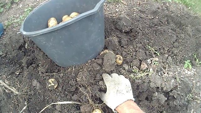 3 Сорт картофеля Сказка из семян смотреть онлайн