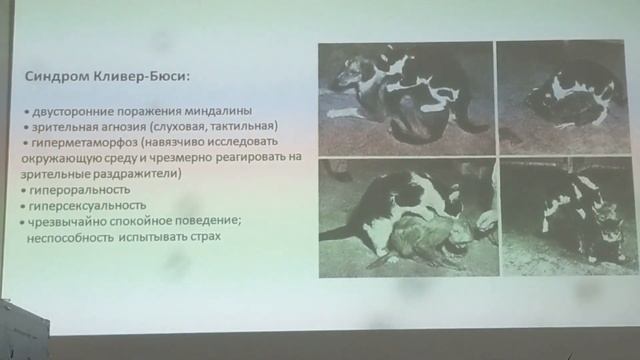 Нейрофизиология эмоций Лекція смотреть онлайн