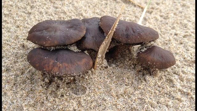 Psathyrella ammophila смотреть онлайн