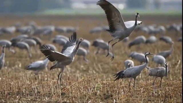 Умывает Красно Солнышко смотреть онлайн