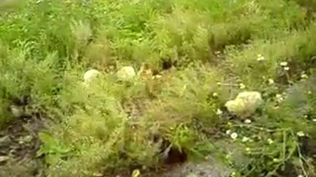 Цыплята и кот )) смотреть онлайн