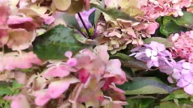 Гортензия пильчатая сорт Прециоза. смотреть онлайн