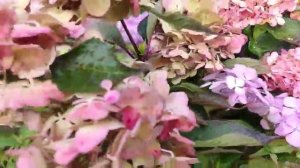 Гортензия пильчатая сорт Прециоза.