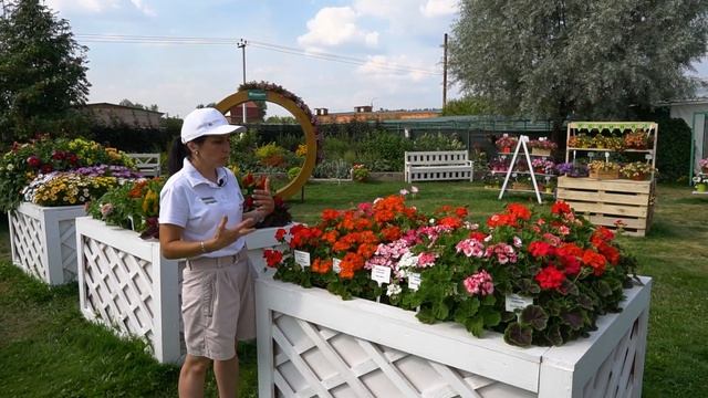 Пеларгония в открытом грунте. Многолетники, цветущие все лето. смотреть онлайн