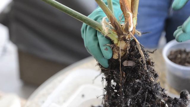 Philodendron Gloriosum: Repot for Root Rot смотреть онлайн