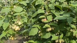 Малина .Сорт Феномен.