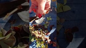 черенкование барбариса