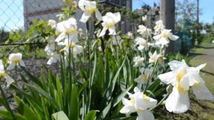 Красивая клумба с ирисами