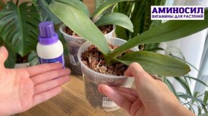 Полив орхидей после пересадки в кору. Смотрим нюансы от Екатерины Босовой. Мир орхидей с @aminosil