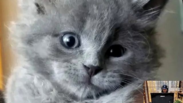 Человек нашёл котёнка в своей лодке. Через 5 месяцев он превратился в самого преданного питомца