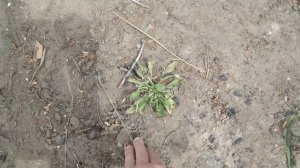 Обработка сорняков ЛАЗУРИТОМ перед посадкой картофеля.