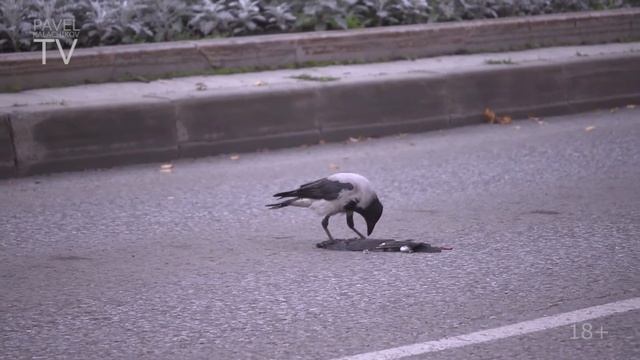 Ворона жрёт МЕРТВОГО ГОЛУБЯ. Концовка ЖЕСТЬ. смотреть онлайн