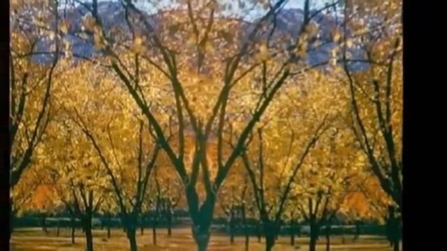 МОКРЫЙ КЛЁН ПОД ОКНОМ. смотреть онлайн