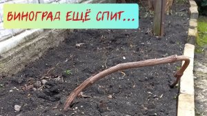 Виноград ещё спит. Не торопитесь его будить.