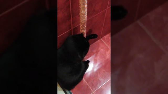 НОВАЯ КОГТЕЧЕСАЛКА смотреть онлайн