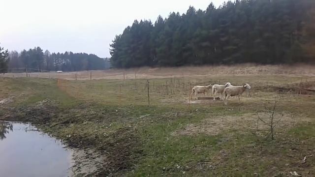 За что платят нашим крестьянам. смотреть онлайн