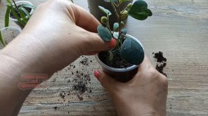 Ficus Ulmifolia, ФИКУС Диверсифолия вариегатный, пересадка, лайфхак для садоводов #комнатныерастени