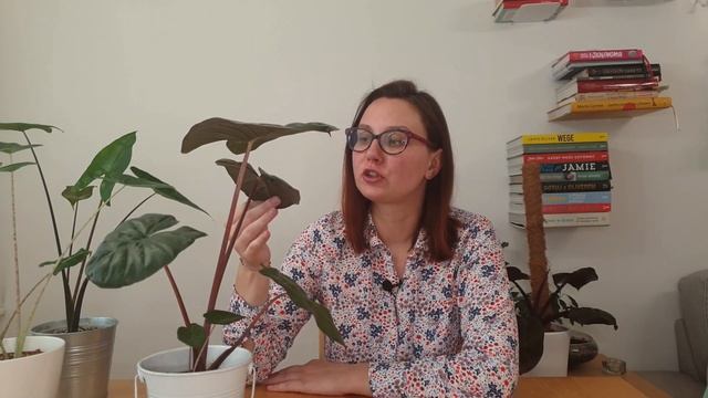 Alocasia Sawarakensis Yucatan Princess (05) смотреть онлайн