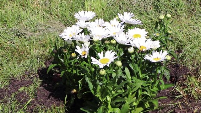 У памятника Петру и Февронии посадили ромашки. смотреть онлайн