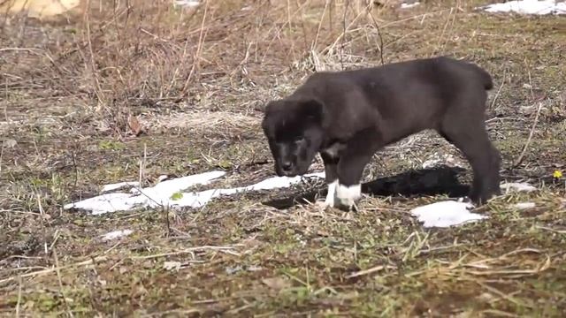 Чёрный алабай Лахти Коаст смотреть онлайн