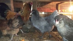 Кадилэнд. Куры породы Амераукана.