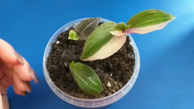 Комнатные растения?5 новых традесканций?Гниль?♀️ переукоренение?♀️полудохлики?♀️Но☝️Есть радость смотреть онлайн