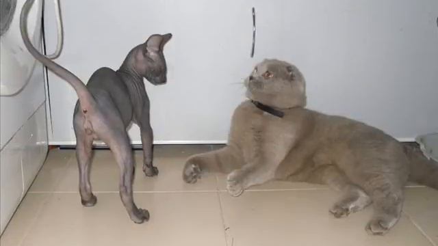 Альберт смотреть онлайн