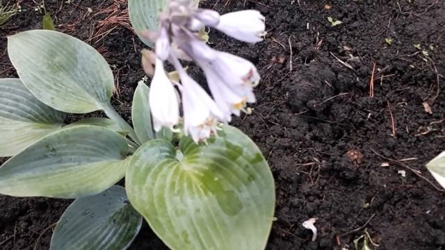 #flowers #halcyon #хостаголубая #халцион / Цветы голубой хосты Халцион ( лат.hosta Halcyon - M) смотреть онлайн