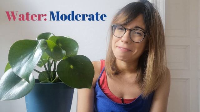 Peperomia Polybotrya - Raindrop Peperomia Care