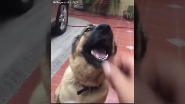 eyy, gtfo outta here dog meme смотреть онлайн