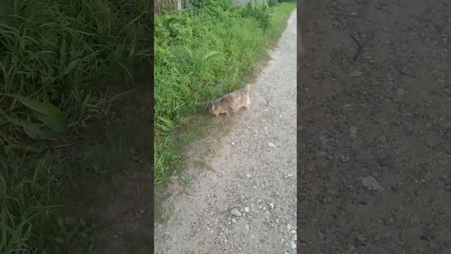 В поисках Нового года смотреть онлайн