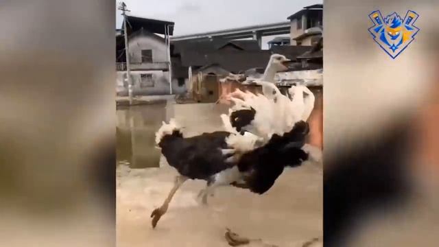 Забавные атаки животных смотреть онлайн