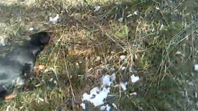 Ягдтерьер GRAND. Послушание у норы смотреть онлайн