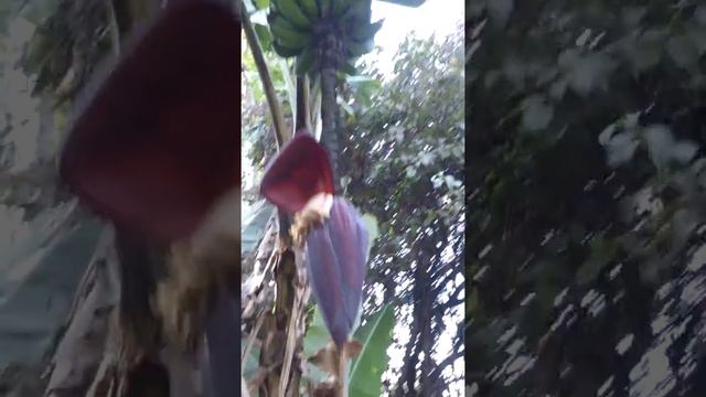 Как цветут бананы смотреть онлайн