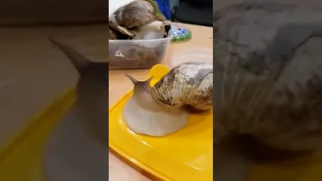 ахатины гигантские африканские улитки смотреть онлайн