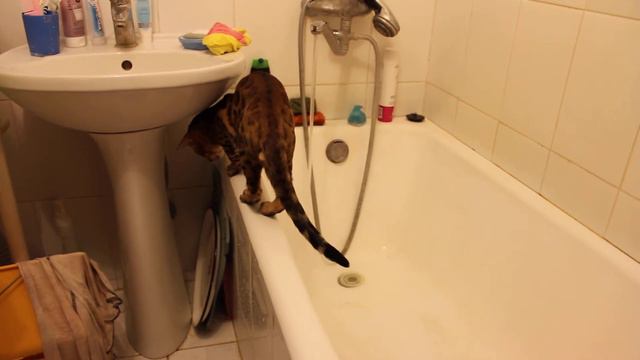 Bengal Cat Is Playing In Water Http://www.bengalocats.com/