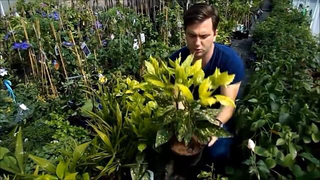 Aucuba japonica 'Variegata' - Előnevelt Tarkalevelű babérsom смотреть онлайн